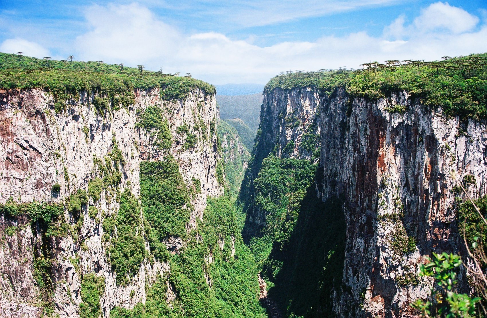 Paredões do Cânion Itaimbezinho com araucárias no topo, Parque Nacional de Aparados da Serra.